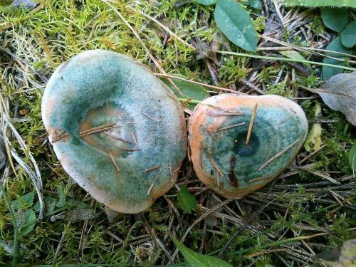 Похожие на рыжики грибы. Грибы рыжики: виды, вкус, где растут?