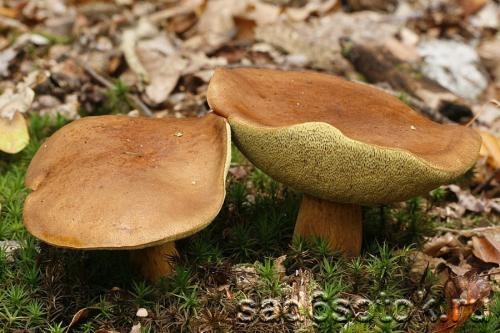 Как быстро растут польские грибы. Где растет польский гриб