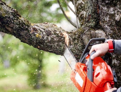 Готовим деревья на зиму. Подготовка плодовых деревьев к зиме