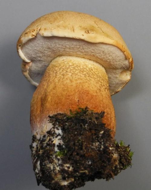 НЕСЪЕДОБНЫЕ грибы. Осторожно НЕСЪЕДОБНЫЕ грибы