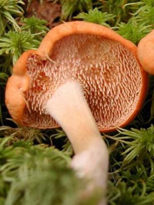 Ложные рыжики. Чем отличаются съедобные рыжики от ложных янтарных млечников (с фото)