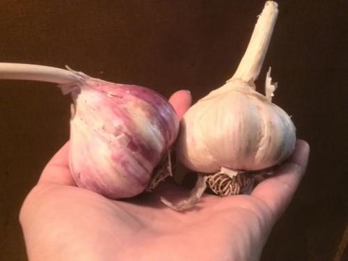 Чем обработать чеснок перед посадкой весной. Чем обработать чеснок перед посадкой осенью