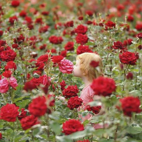 Когда накрывать розы на зиму. Какие работы включает подготовка роз к зиме 08