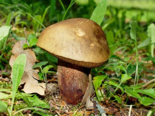 Поддубник съедобный гриб или нет. Гриб поддубовик (дубовик) —, как использовать в кулинарии