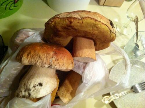 Бывают ли ядовитые грибы червивые. Как отличить двойников? 01