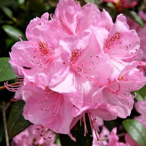 Когда укрывать рододендроны на зиму в Ленинградской области. Сорта рододендронов для Ленинградской области