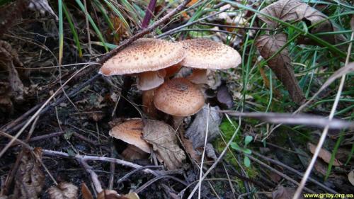 Какие грибы растут под соснами