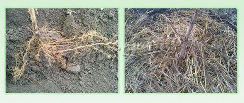 Посадка малины осенью. Как правильно посадить малину осенью