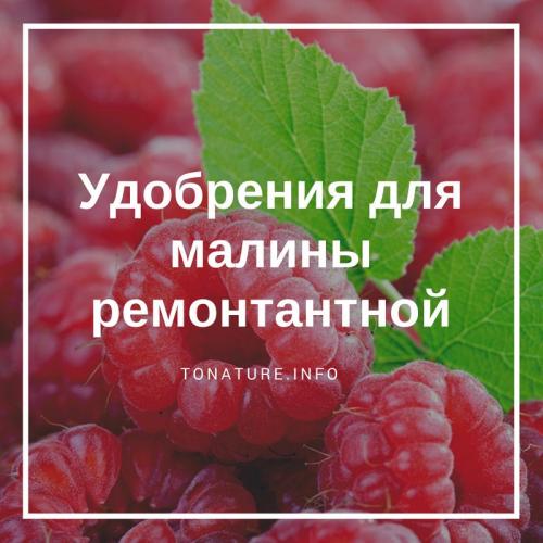 Чем удобрять малину в августе. Чем подкормить малину в августе, чтобы увеличить урожай 13