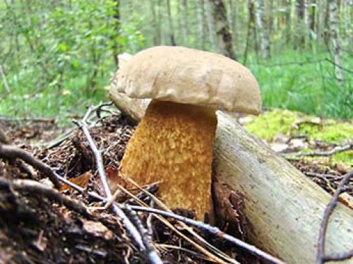 Белый гриб в сосновом лесу. Рядовки 15