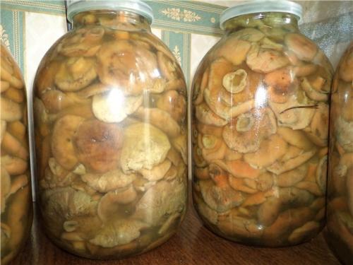 Чтобы грибы не плесневели. Причины появления и виды плесени