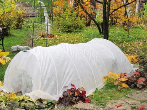 Плетистая роза уход на зиму. Последующий уход 02