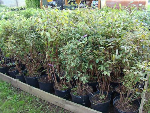 Пересадка жимолости в июле. Пересадка осенью жимолости