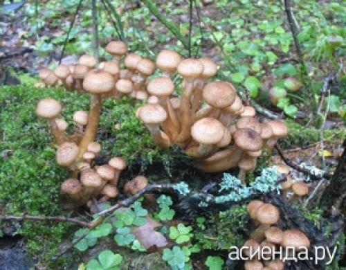 Какие грибы растут под соснами