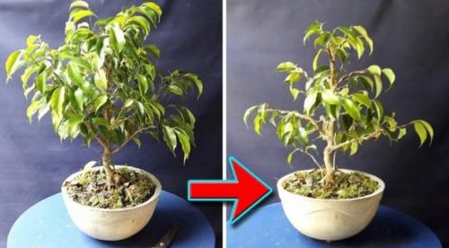 Как обрезать фикус каучуконосный. Описание и особенности культуры 07