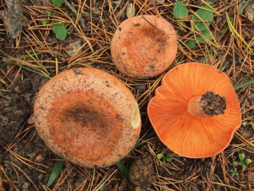 Похожие на рыжики грибы. Грибы рыжики: виды, вкус, где растут?