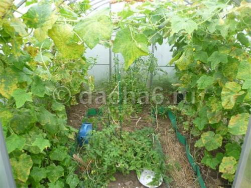 Огурцы в августе продление плодоношения. Продлеваем плодоношение огурцов