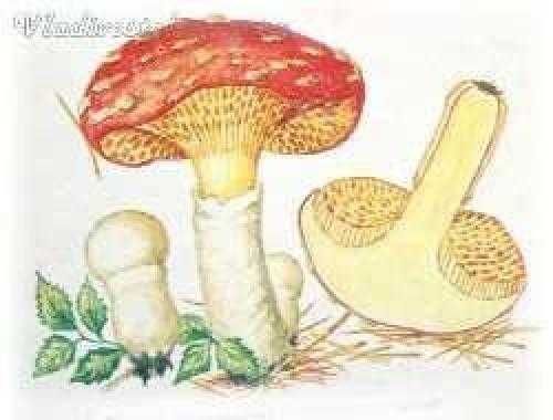 Гриб с красной шляпкой и красной ножкой. Съедобные пластинчатые грибы 01