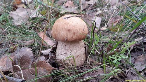 Грибы в сосновом лесу в октябре. Какие грибы растут в октябре