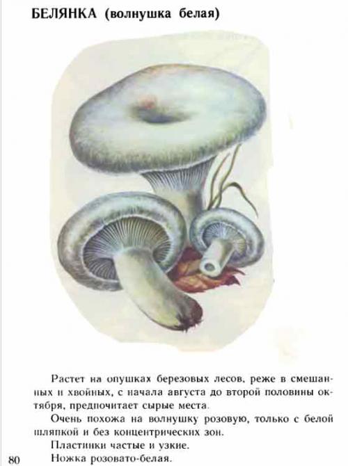 Волнушки и рыжики грибы. Рыжики, волнушки, грузди. Солим, едим 22