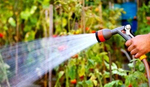 Готовим деревья на зиму. Подготовка плодовых деревьев к зиме