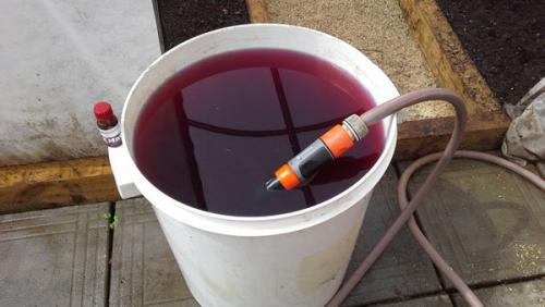 Чем обработать чеснок перед посадкой весной. Чем обработать чеснок перед посадкой осенью