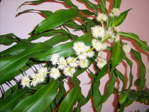 Как цветет дерево счастья. Болезни и вредители