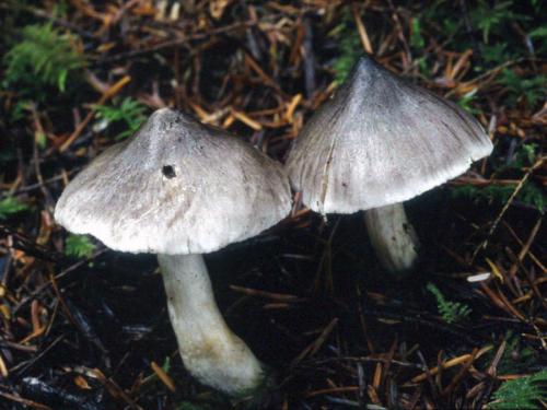 Как выглядит серушка грибы. Похожие грибы и ложные опасные двойники