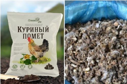 Чем полить смородину. Подкармливаем смородину правильно. Чем подкормить смородину для обильного плодоношения