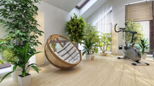 Дерево счастья живое. Комнатные деревья: разновидности и правила ухода