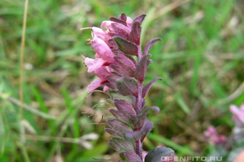 Какие ягоды растут в лесу осенью. Съедобные ягоды в лесу 04