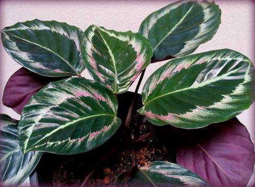 Дерево счастья комнатный цветок. 20