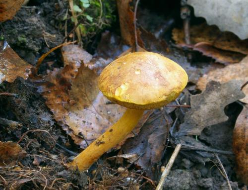 Как отличить козляк от перечного гриба. Перечный гриб, Chalciporus piperatus