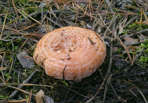 Похожие на рыжики грибы. Грибы рыжики: виды, вкус, где растут? 05