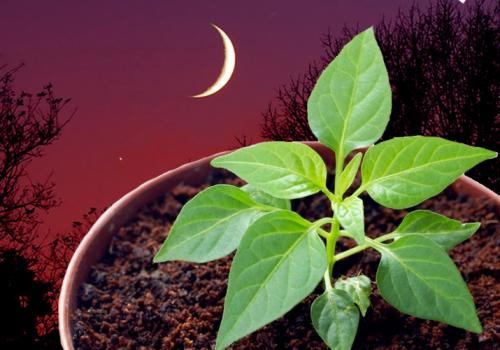 Лунный посевной календарь на 2019 год таблица. Лунный календарь на 2019 год с фазами луны