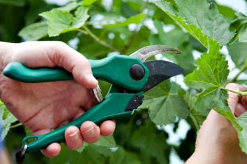 Подкормка смородины и крыжовника в августе. Смородина в августе: чем подкормить после сбора урожая