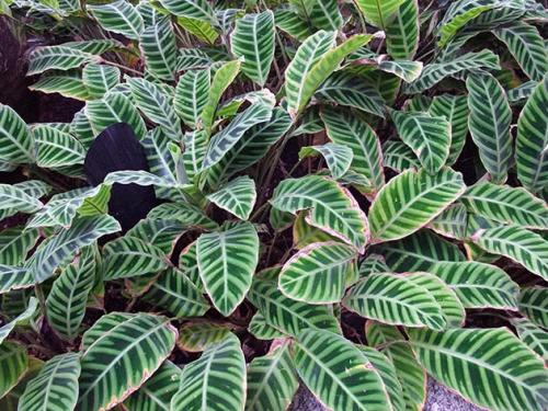 Дерево счастья комнатный цветок. 