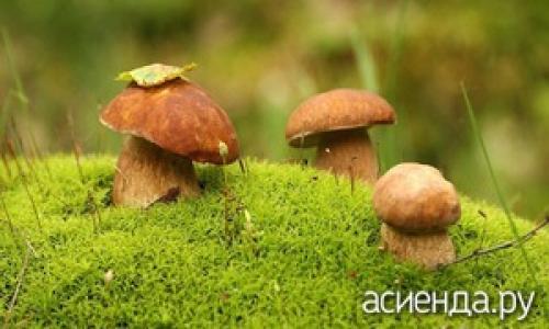 Какие грибы растут под соснами