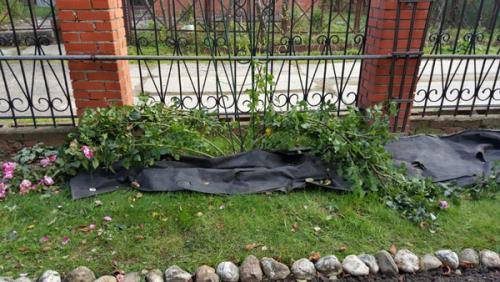 Как убрать на зиму розу плетистую. Как правильно укрыть плетистые розы на зиму