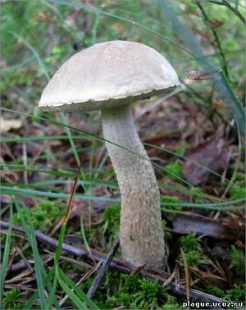 Какие грибы растут под березой. Подберезовик