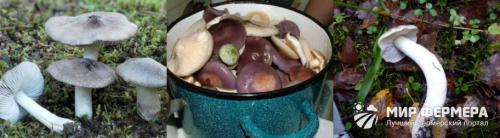 Как отличить съедобную рядовку от ядовитой. Рядовка серая: фото и описание