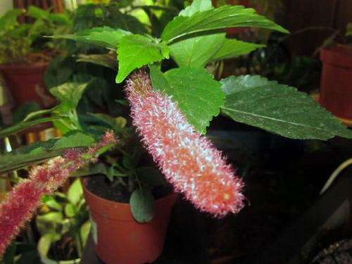 Дерево счастья комнатный цветок. 