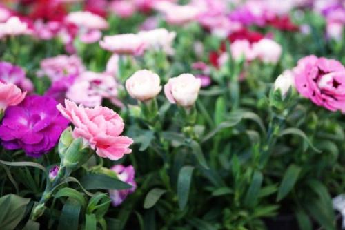 Подкормка нашатырным спиртом цветов. Кому пойдет впрок 02