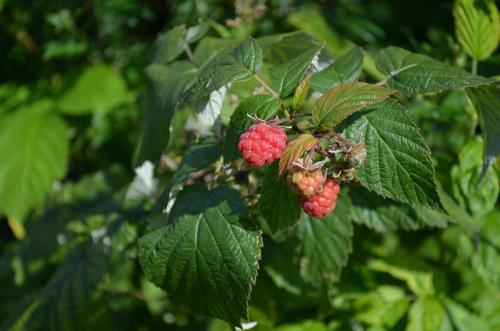 Чем удобрять малину в августе. Чем подкормить малину в августе, чтобы увеличить урожай