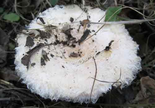 Волнушки и рыжики грибы. Рыжики, волнушки, грузди. Солим, едим 20