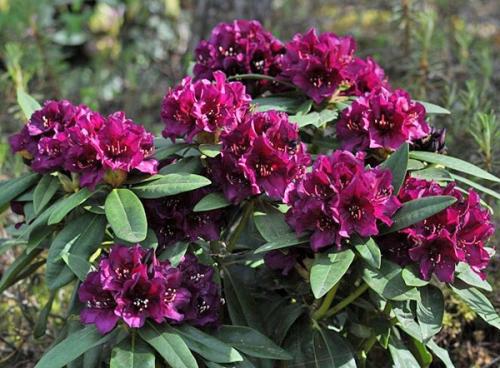 Когда укрывать рододендроны на зиму в Ленинградской области. Сорта рододендронов для Ленинградской области