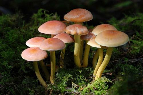 НЕСЪЕДОБНЫЕ грибы. Осторожно НЕСЪЕДОБНЫЕ грибы