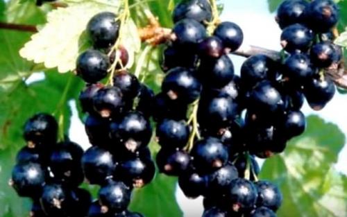 Обрезка смородины после сбора урожая. Обрезка смородины летом