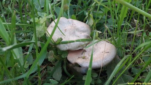 Грибы которые растут под абрикосами. Пройдусь по Абрикосовой, сверну на Виноградную…