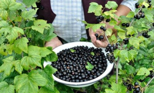 Подкормка смородины и крыжовника в августе. Смородина в августе: чем подкормить после сбора урожая